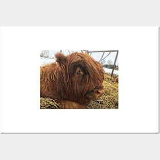 Scottish Highland Cattle Calf 1947 Posters and Art